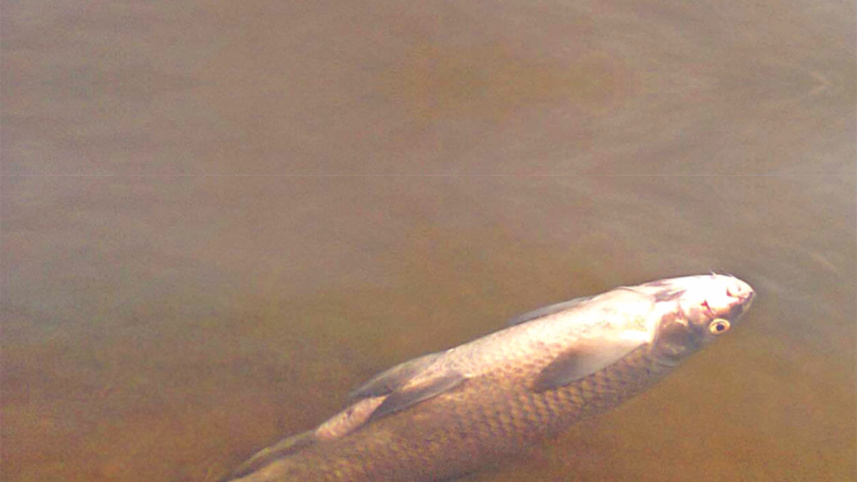 Fish En Masse 2.jpg