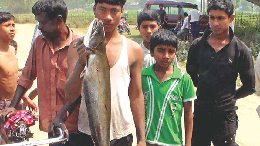 Fish En Masse 3.jpg