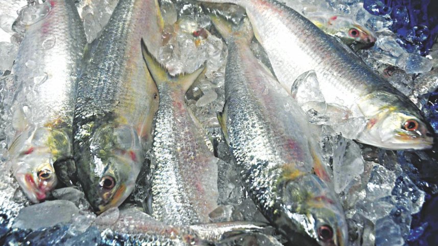 fish_fair3.jpg