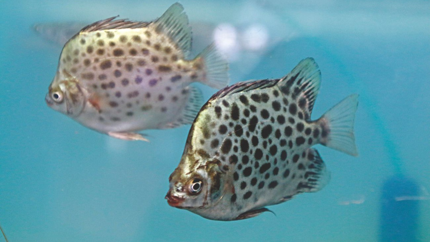fish_fest_3_0.jpg