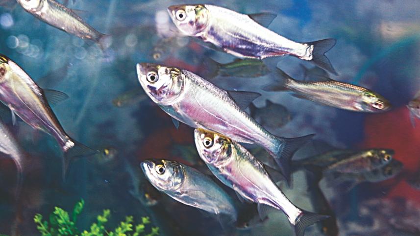 fish_fest_4_0.jpg