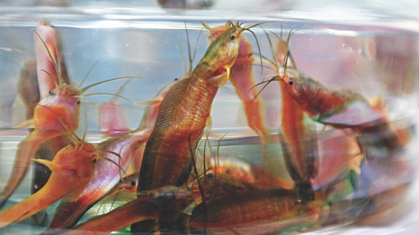 fish_fest_6_0.jpg