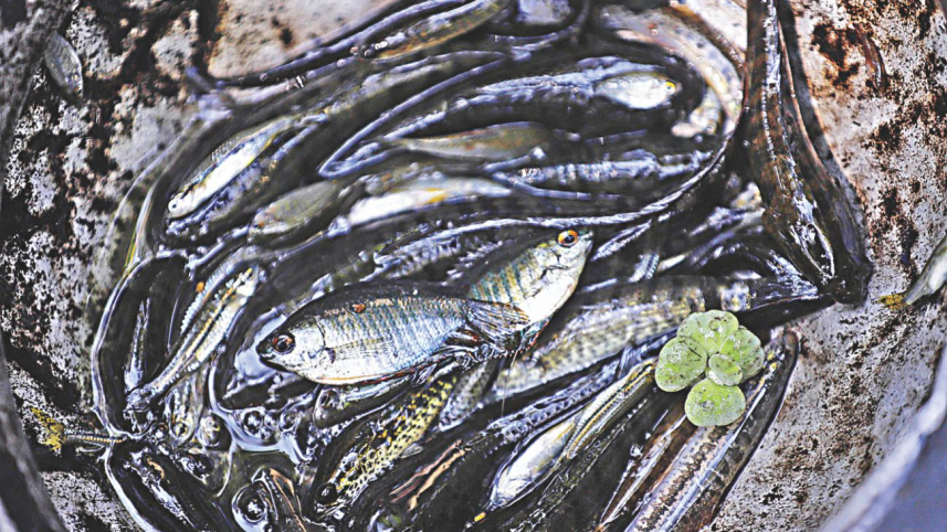 fish_fest_9.jpg