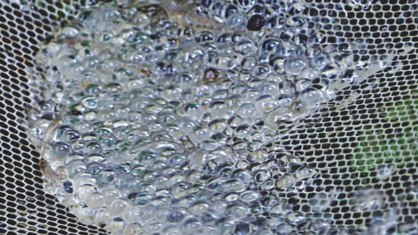 fish_spawn.jpg
