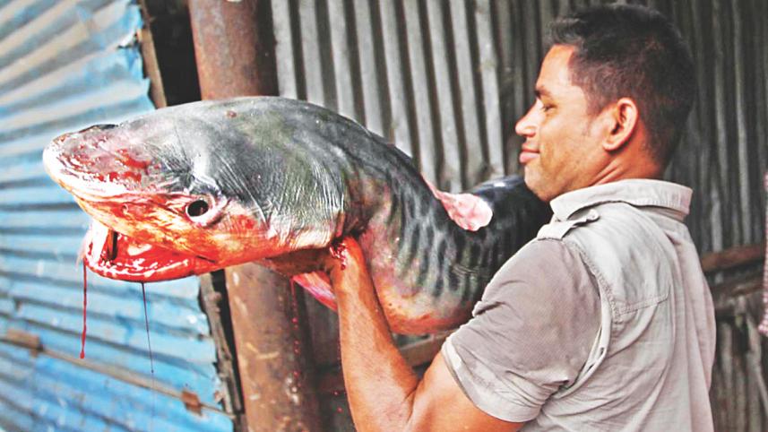 Fisheryghat 9.jpg