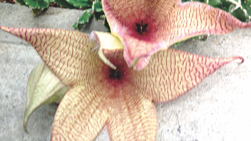 flower.jpg