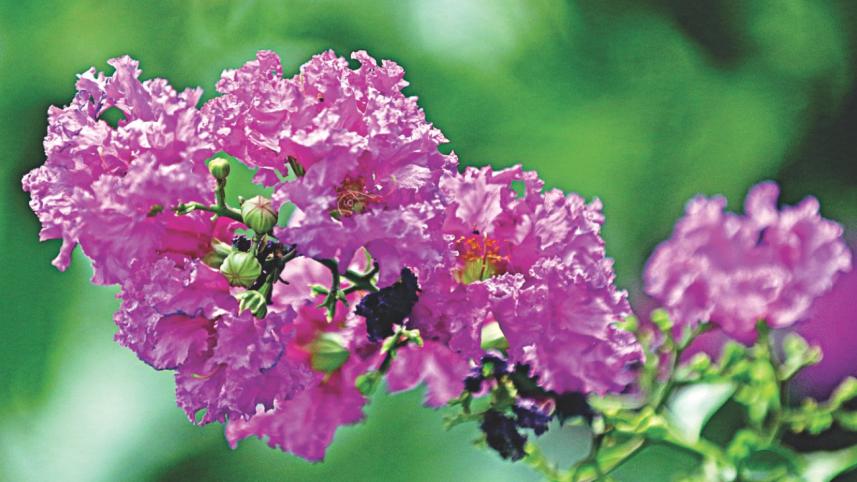 flower3.jpg
