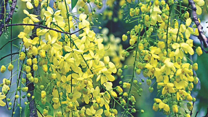 flower7.jpg