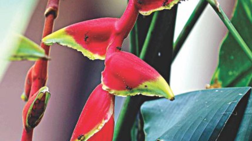 flower8.jpg