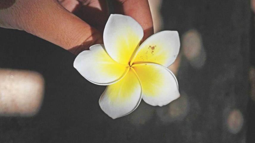flower_0.jpg