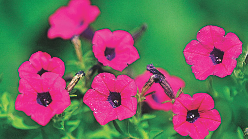 flowers10.jpg