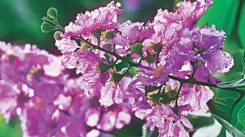 flowers13.jpg