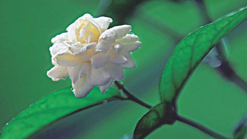 flowers14.jpg