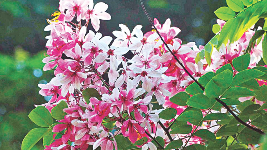 flowers3.jpg