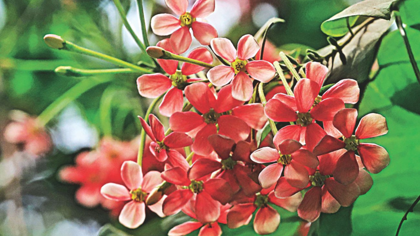 flowers6.jpg