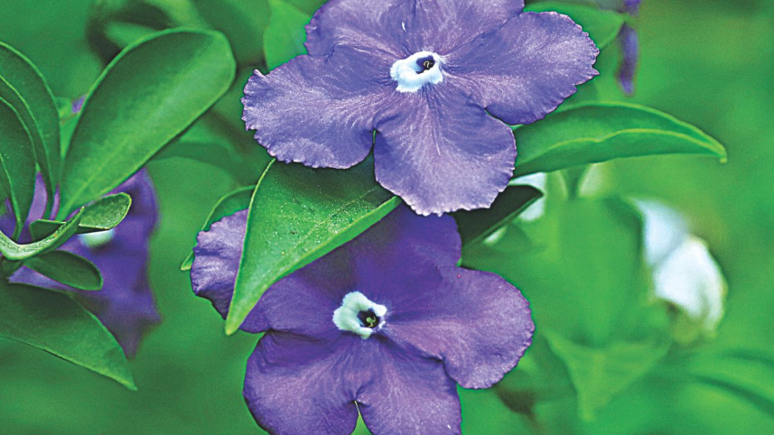 flowers7.jpg