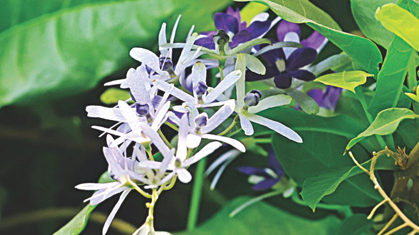 flowers8.jpg