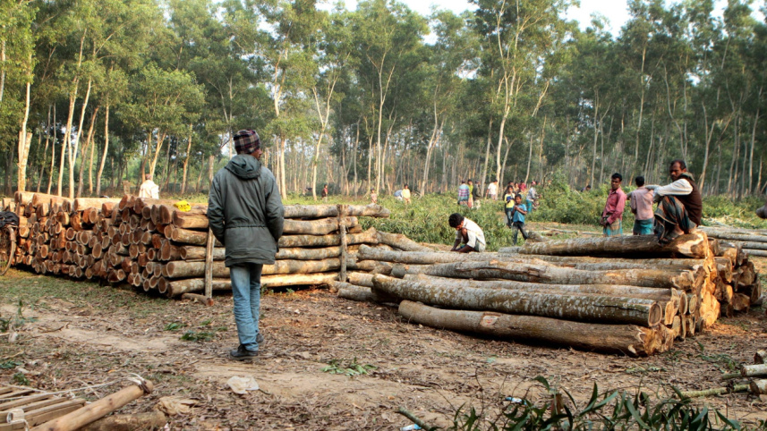 forest2.jpg