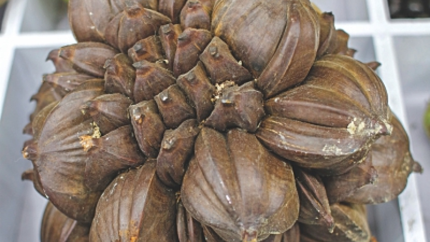 fruits9.jpg
