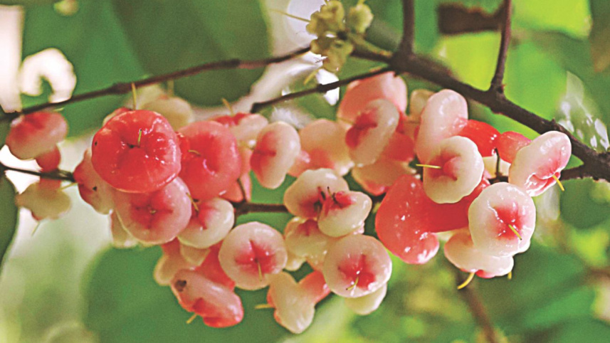 fruits_1_0.jpg