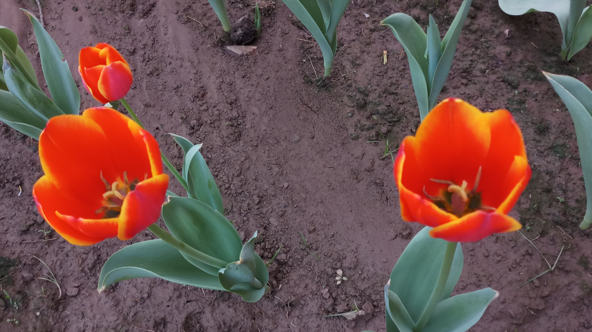 gazipur_flower_03_0.jpg