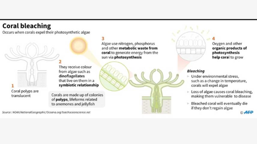 global-coral-bleaching-2wb.jpg