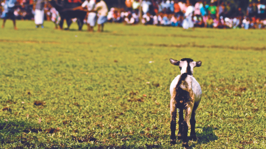 goat_2.jpg