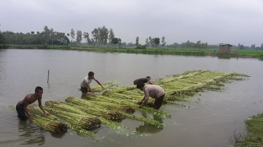 good_yield_jute_2.jpg