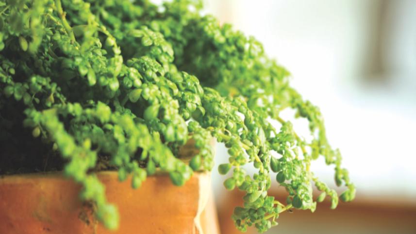 Green decor 4.jpg