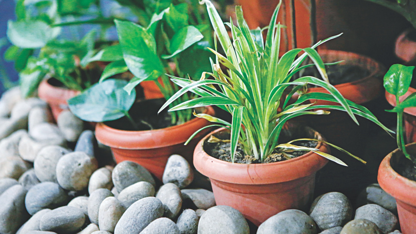 greenery_on_rent_2.jpg