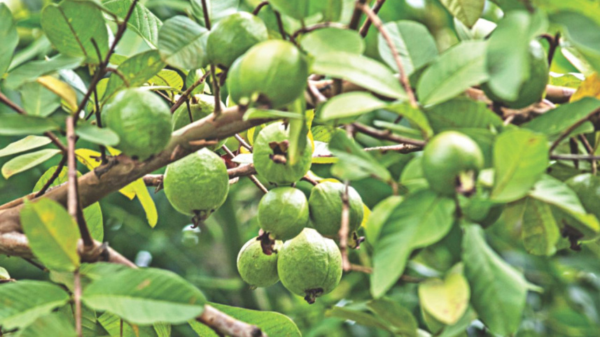 guava2.jpg