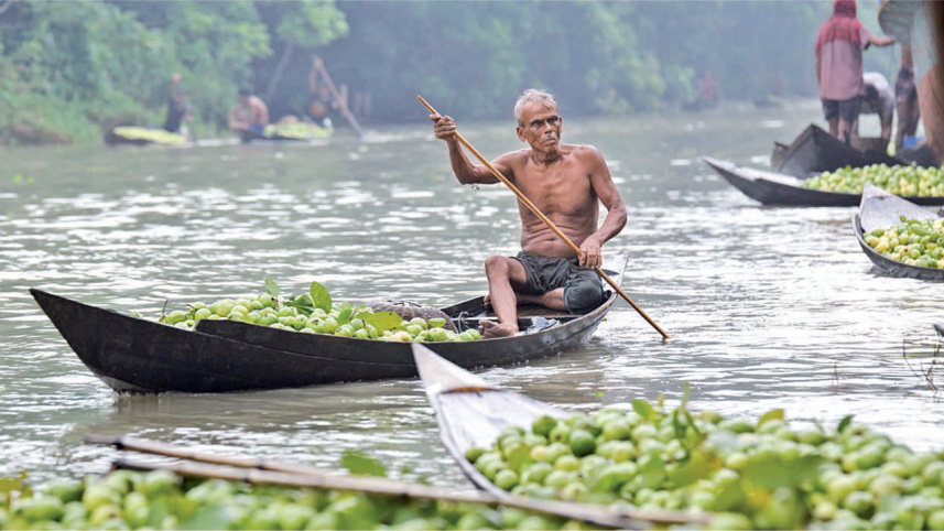 Guavas4.jpg