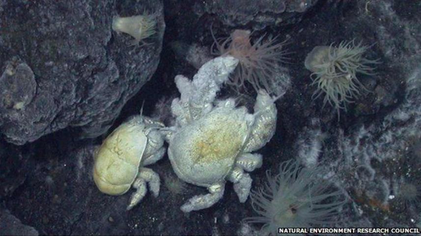 hoff-crab.jpg