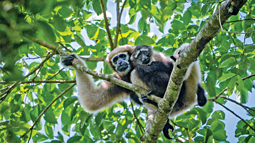 hoolock_gibbon.jpg
