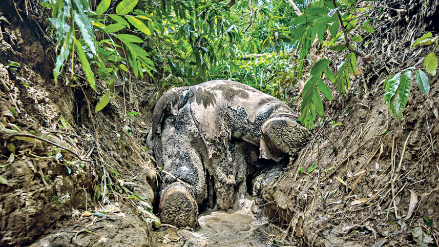 human-elephant_conflict.jpg