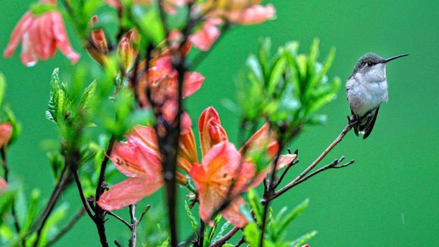 HUmmingbird-4-web.jpg