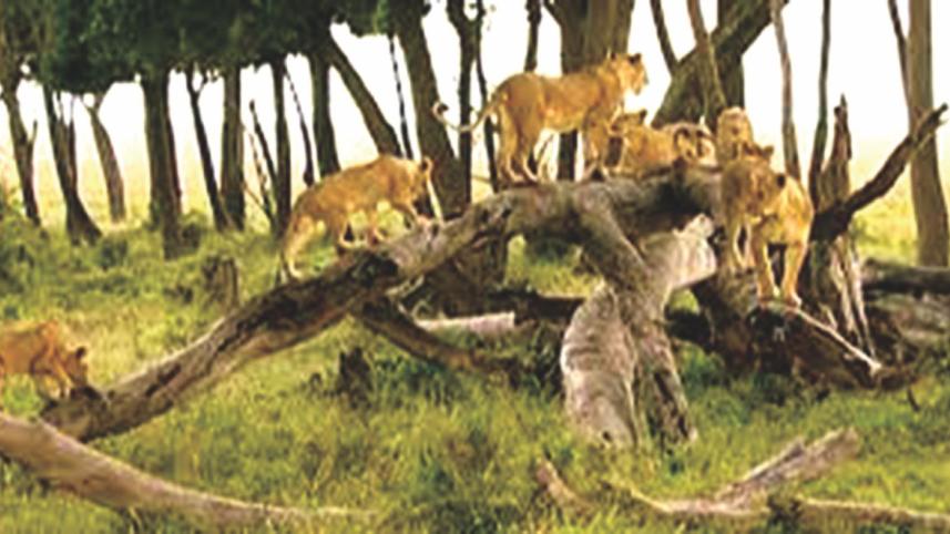 Inside Africa