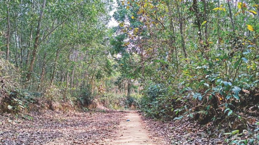 kattali_beel_pablakhali_forest_3.jpg