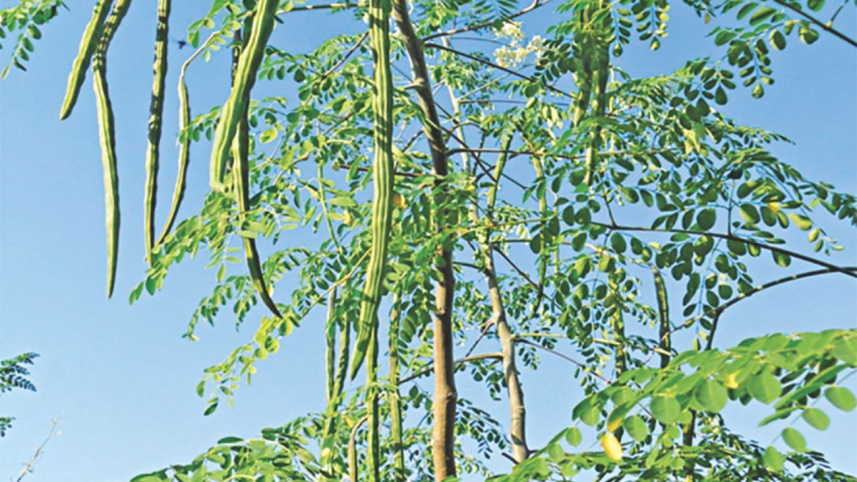know_dr_tree2.jpg