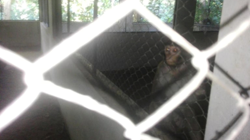 lawachhara_wildlife_rescue_centre_2.jpg