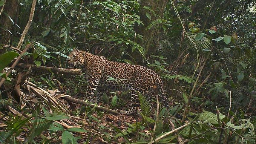 leopard.jpg