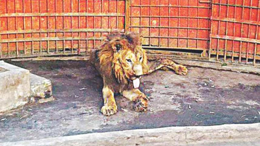 Juboraj the lion