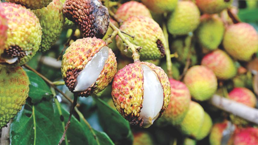 litchis 2.jpg