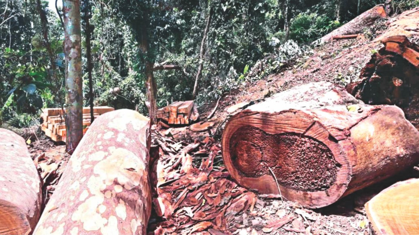 loggers_1.jpg