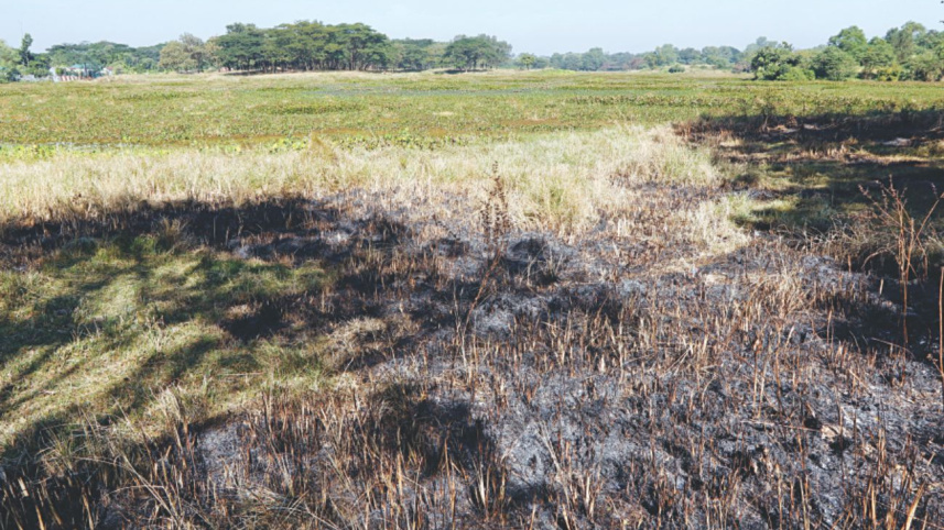 migrant_birds_3.jpg