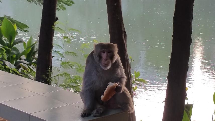 Monkey-2.jpg