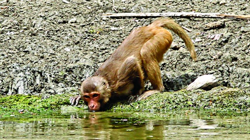monkey1.jpg