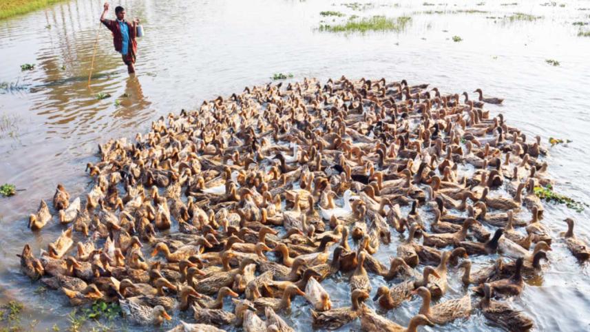My Bangladesh
