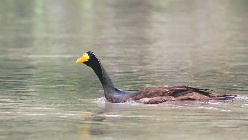 not_another_dodo_please3.jpg