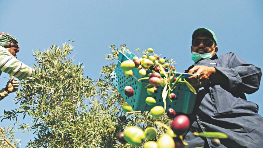 olive_harvest3.jpg
